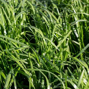 annual ryegrass (italian ryegrass) in a pasture (close-up)