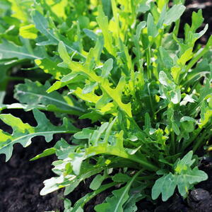 close up of arugula lettuce in the garden