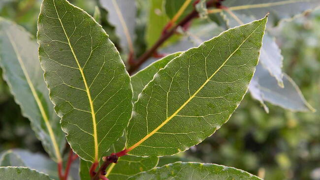 Bay leaves