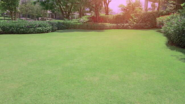 Bermudagrass lawn 