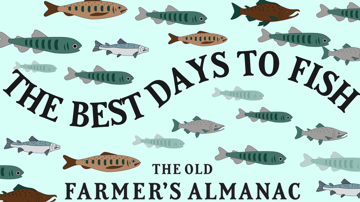 the best days to fish, illustrated fish swimming on a blue background