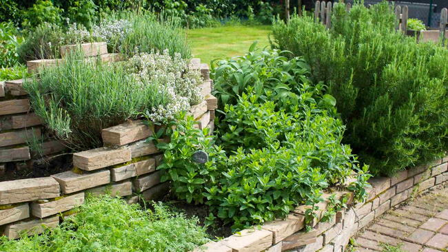herb spiral in the garden with fresh herbs