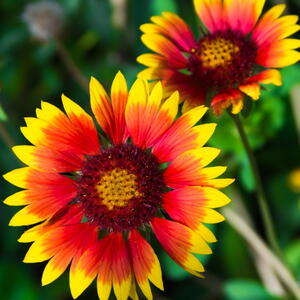 Close-up of red and yellow Gaillardia x grandiflora flowers