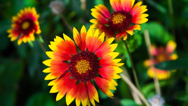Close-up of red and yellow Gaillardia x grandiflora flowers