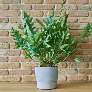 Blue star fern growing in a pot indoors
