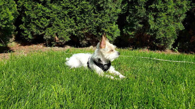 Dog sitting on Buffalo Grass Lawn