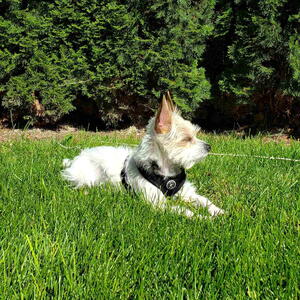 Dog sitting on Buffalo Grass Lawn