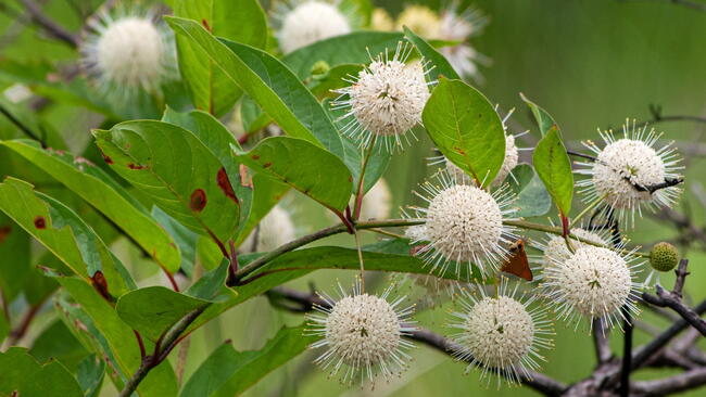 Buttonbush (Cephalanthus occidentalis)