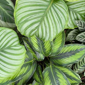 Calathea plants