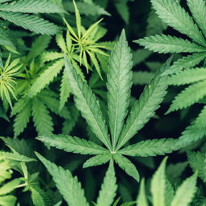 Cannabis Sativa leaves growing as a farm crop.