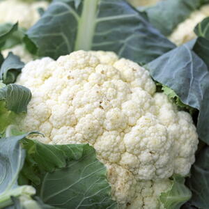 white cauliflower growing the garden