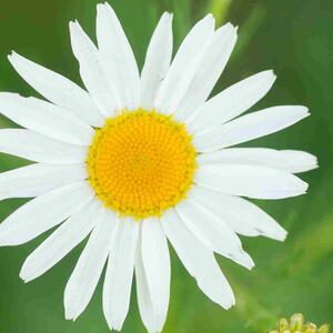 Chamomile flower (Matricaria recutita) in the garden.