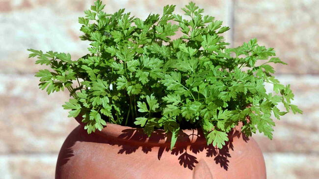 Chervil Herb in Pot