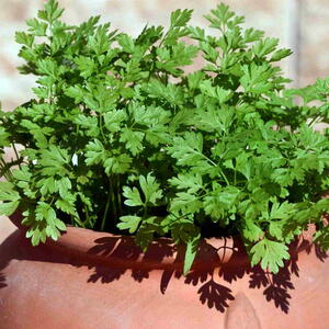 Chervil Herb in Pot