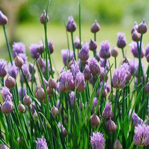 Lush flowering chives with purple buds in the garden. Wild Chives flower or Flowering Onion, Allium Schoenoprasum , Chinese Chives, Schnittlauch, Garlic Chives. Shallow depth of field