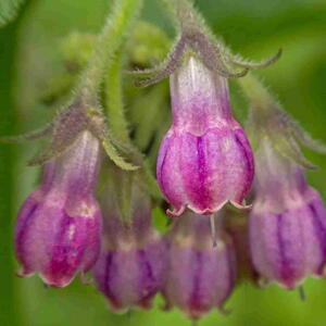 Purple flowers of comfrey (Symphytum officinale) in bloom.