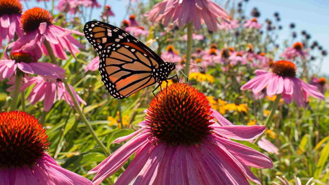 Monarch butterfly sips nectar from pink coneflowers blooming in pollinator garden