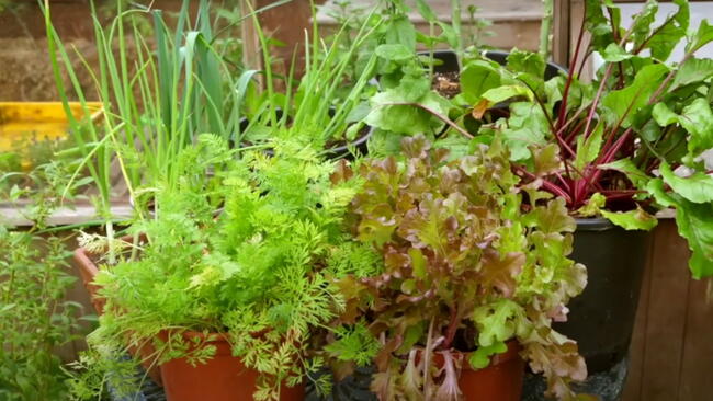 beets, lettuce, and other greens being grown in terracotta pots