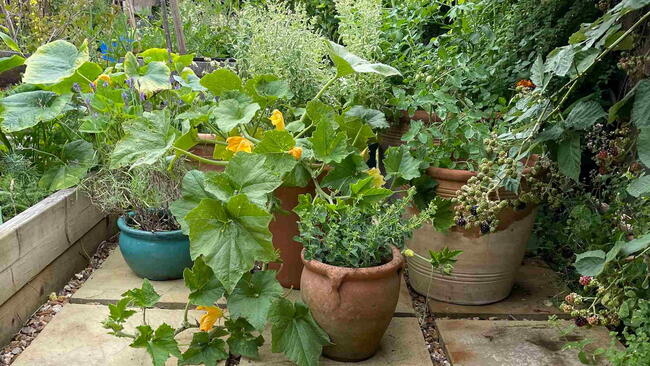 Container Vegetable Garden