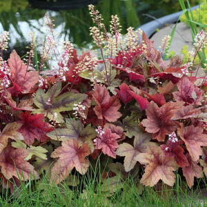 Colorful coral bells foliage with delicate flower spikes in a shaded garden