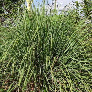 Lemongrass plant