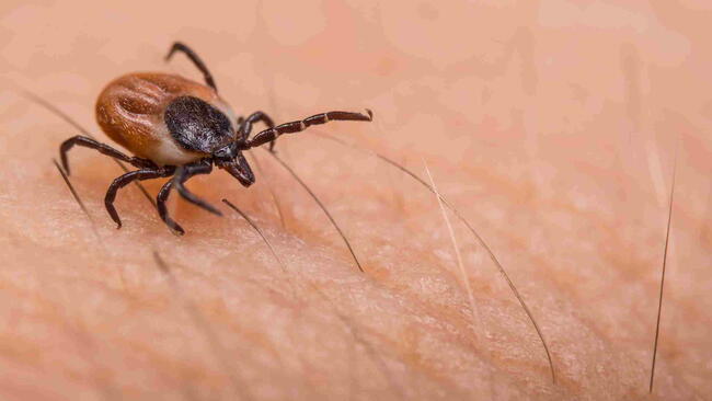 Crawling deer tick on human hairy skin background.