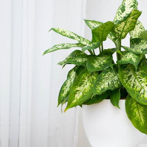Dieffenbachia houseplant in a pot.