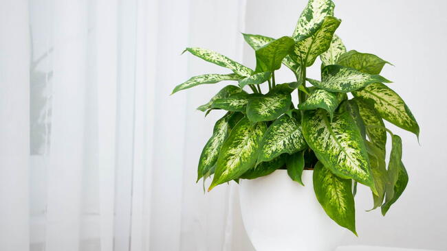 Dieffenbachia houseplant in a pot.
