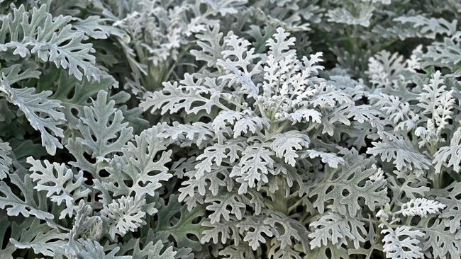 Dusty Miller Foliage Plants