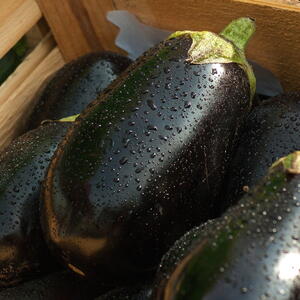 harvested purple eggplant in a wooden crate