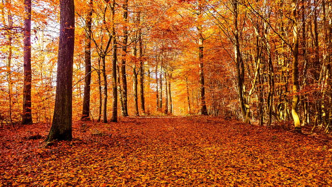 forest in autumn, path through the woods with fall leaves on the ground, orange and yellow foliage