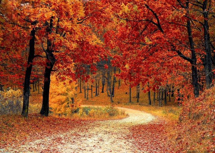 Fall leaves on a country road