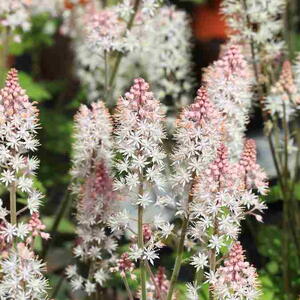 Beautiful blooming tiarella in sunny June