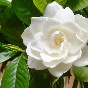 white gardenia flower