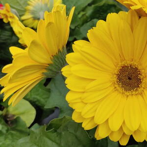 Gerbera Daisy in Bloom