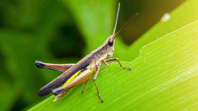 Grasshopper chewing on a green leaf