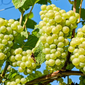 bunches of green grapes growing on a grape vine