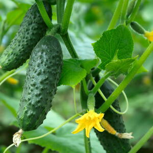 cucumbers growing on the vine