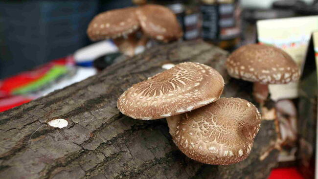 Shiitake mushrooms growing right from oak logs