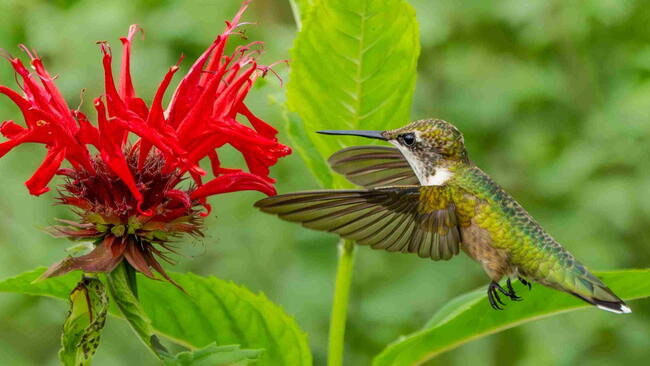 Ruby-Throated Hummingbird Feeding on a Scarlet Bee Balm Flower