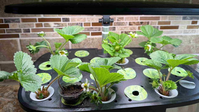 Hydroponic Strawberries