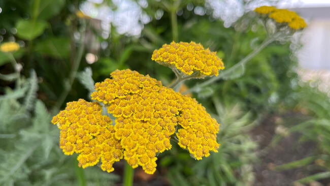 Yarrow plant, growing yarrow flowers