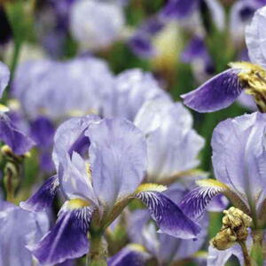 purple iris flowers, white irises