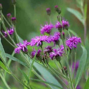 Vernonia crinita. Violet flower in the garden.
