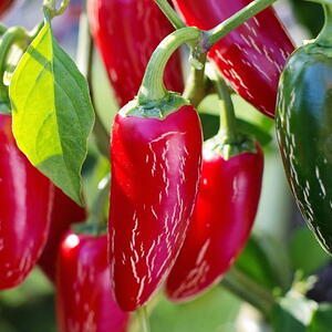 red jalapeno peppers growing in the garden
