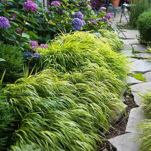 A limestone path separates borders of Hakonechloa macra Aureola, and Hakonechloa macra 'All Gold' a shade loving beautiful golden variegated grass and pink and blue bloomstruck hydrangeas