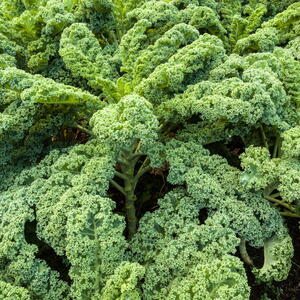 kale leaves growing in the garden