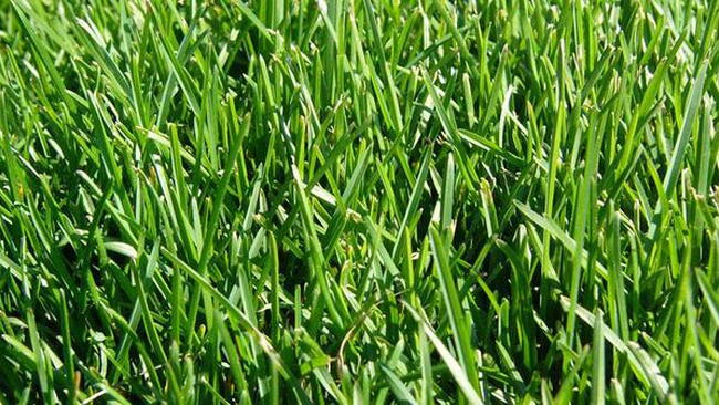 Close-up of Kentucky Bluegrass lawn
