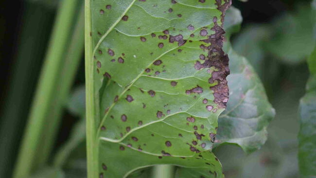 Cercospora leaf spot (Cercospora beticola). 
