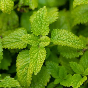 Lemon balm from our garden